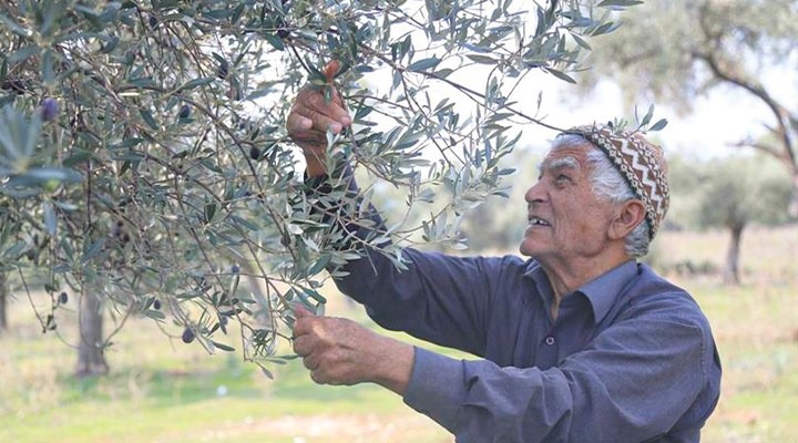 Türkiye’de sofralık zeytin üretiminin en çok Bursa’da yapıldığı zeytin için