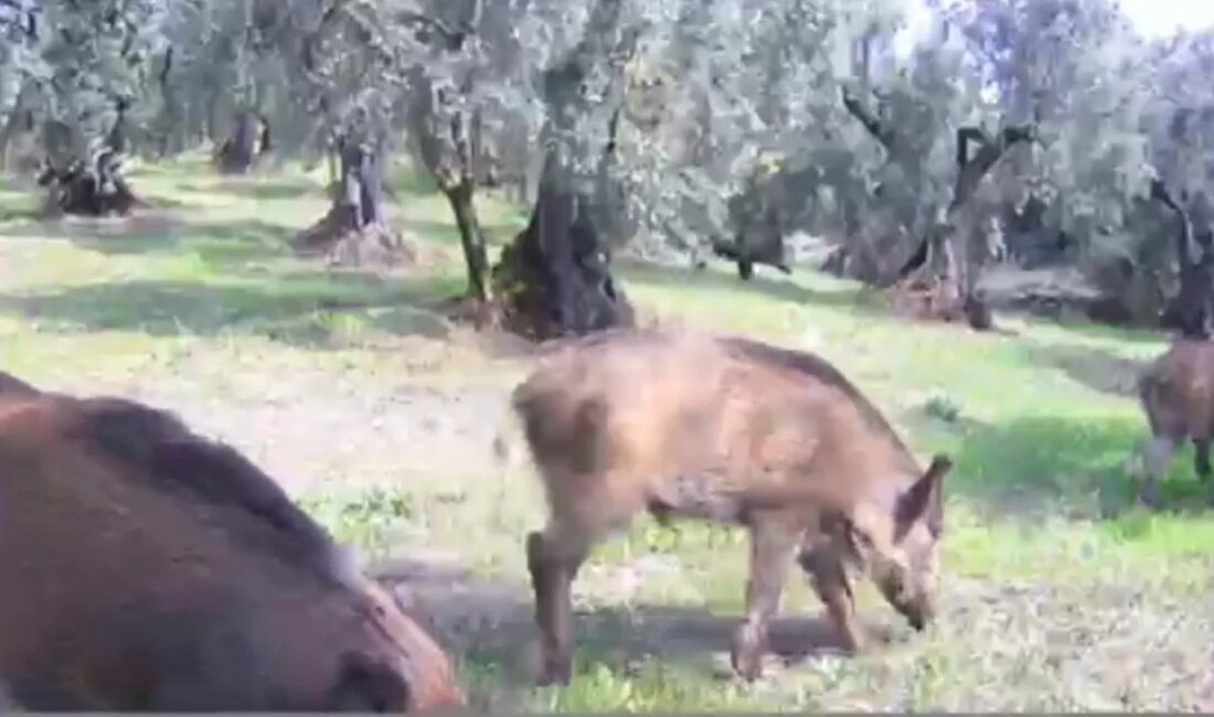 Bursa'nın Gemlik ilçesinde zeytinliklere giren yaban hayvanları, fotokapan kameraları tarafından