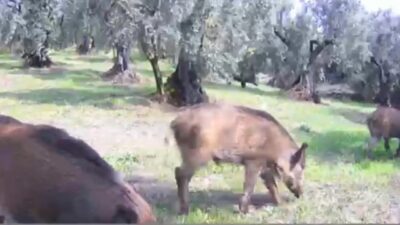 Bursa'nın Gemlik ilçesinde zeytinliklere giren yaban hayvanları, fotokapan kameraları tarafından