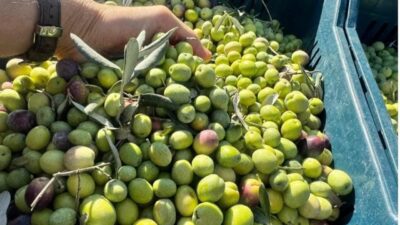Bursa'da zeytin hasadıyla birlikte zeytinyağı işletmelerinde de sezon başladı. Orhangazili
