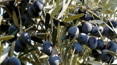 Türkiye’de zeytin hasat sezonu yaklaşırken, 2026 yılına ilişkin ilk tahminler
