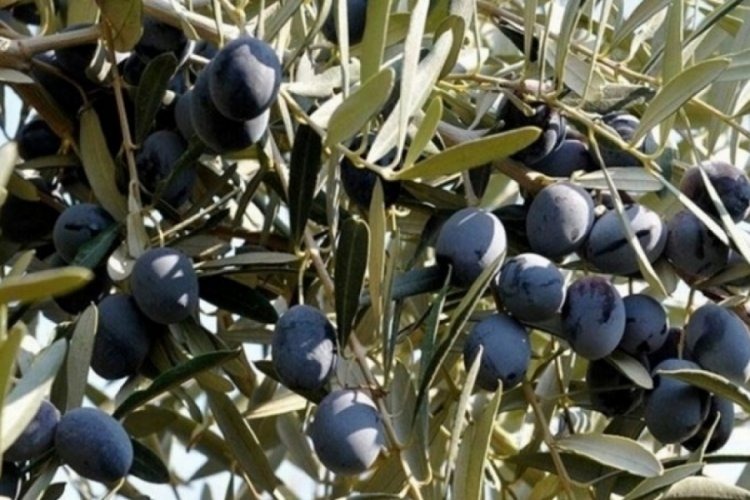 Türkiye’de zeytin hasat sezonu yaklaşırken, 2026 yılına ilişkin ilk tahminler