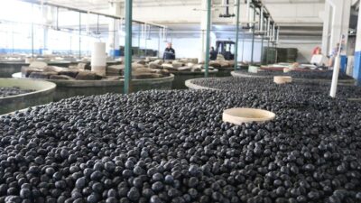 Zeytin üretiminde yüksek rekolte beklentisinin olduğu 2026-2027 sezonunda Marmarabirlik’te rekolte