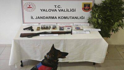 Yalova’nın Çiftlikköy ilçesinde, ormanlık alanda yasa dışı kenevir ekimi yapıldığının