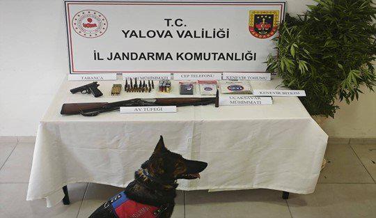 Yalova’nın Çiftlikköy ilçesinde, ormanlık alanda yasa dışı kenevir ekimi yapıldığının