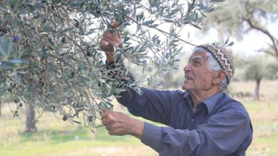Bursa’nın Orhangazi ilçesinde zeytin hasadının başlamasıyla birlikte üreticilerin yevmiyeci arayışı
