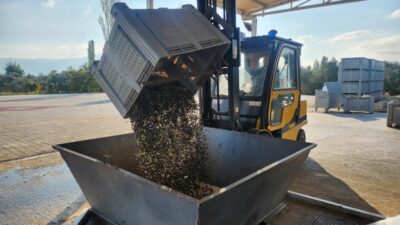 Türkiye’nin önemli zeytin üretim merkezlerinden Bursa’da hasat sezonunun başlamasıyla birlikte