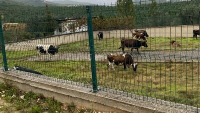 Orhangazi Yeni Mezarlığı’nda kaydedilen görüntüler vatandaşların tepkisine neden oldu.